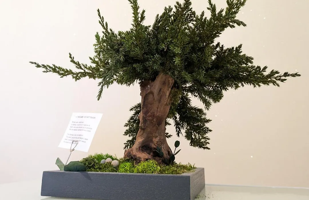 Bonsai Bed & Breakfast-1